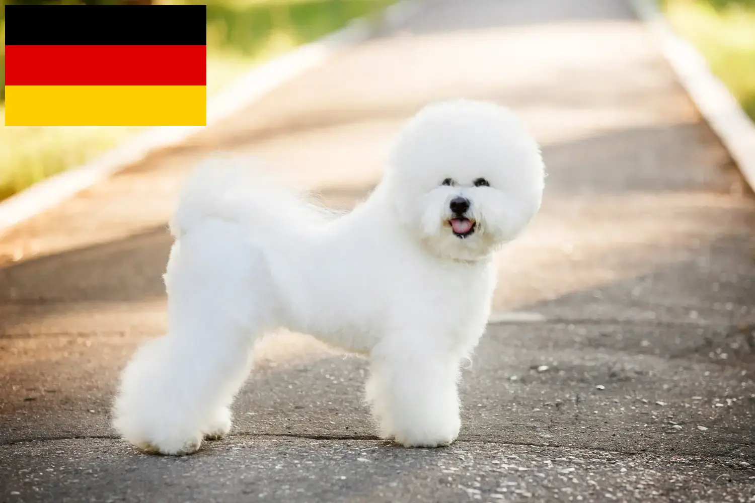 Read more about the article Bichon Frisé breeders and puppies in Germany