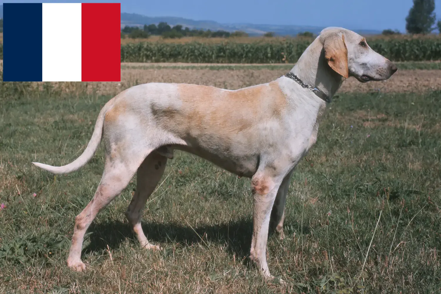 Read more about the article Billy breeders and puppies in France
