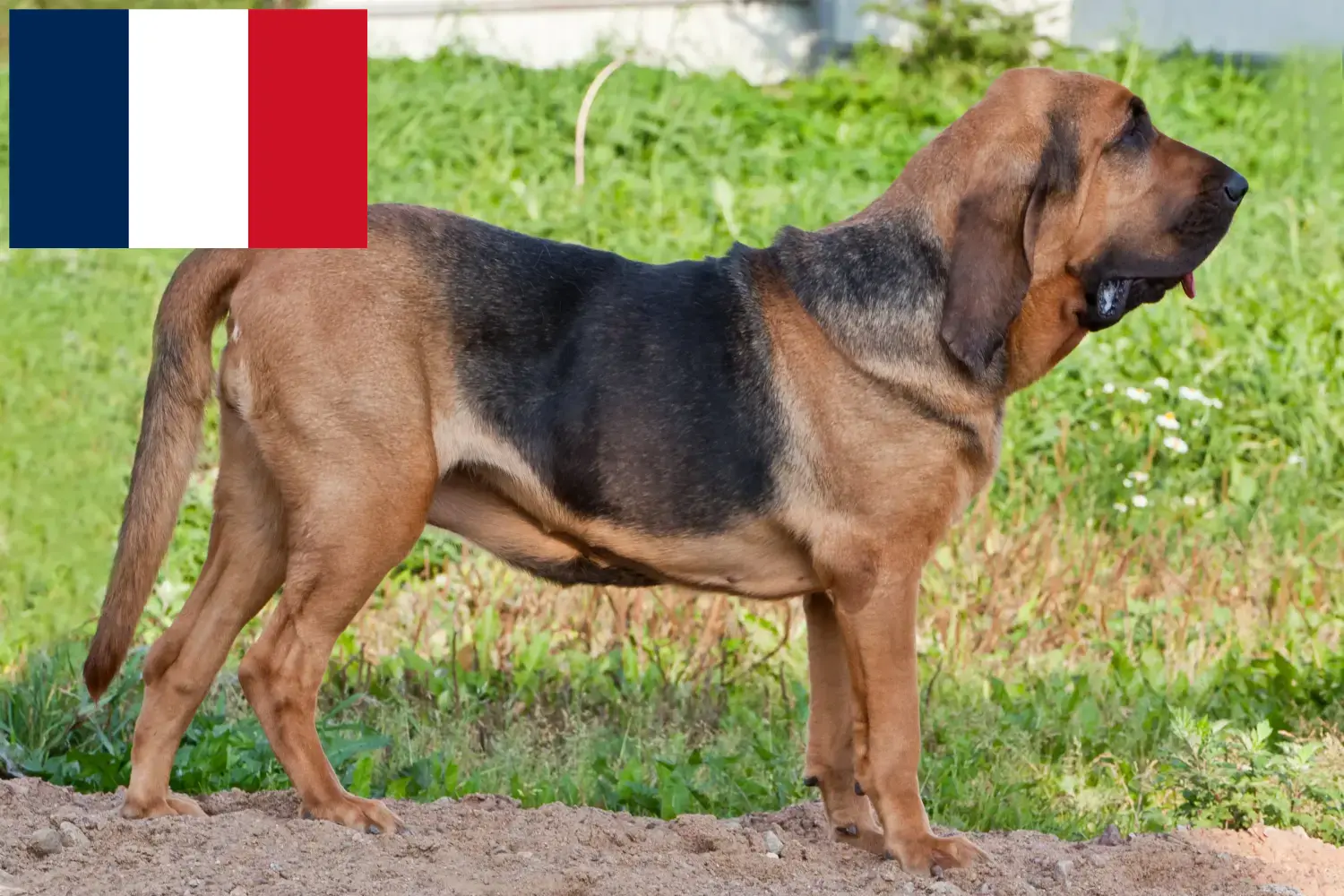 Read more about the article Bloodhound breeders and puppies in France