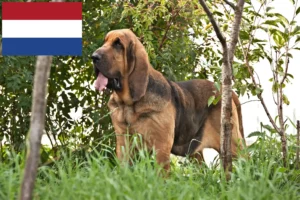 Read more about the article Bloodhound breeders and puppies in the Netherlands