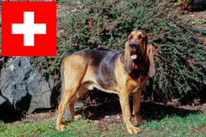 Read more about the article Bloodhound breeders and puppies in Switzerland