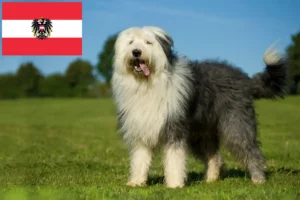 Read more about the article Bobtail breeders and puppies in Austria