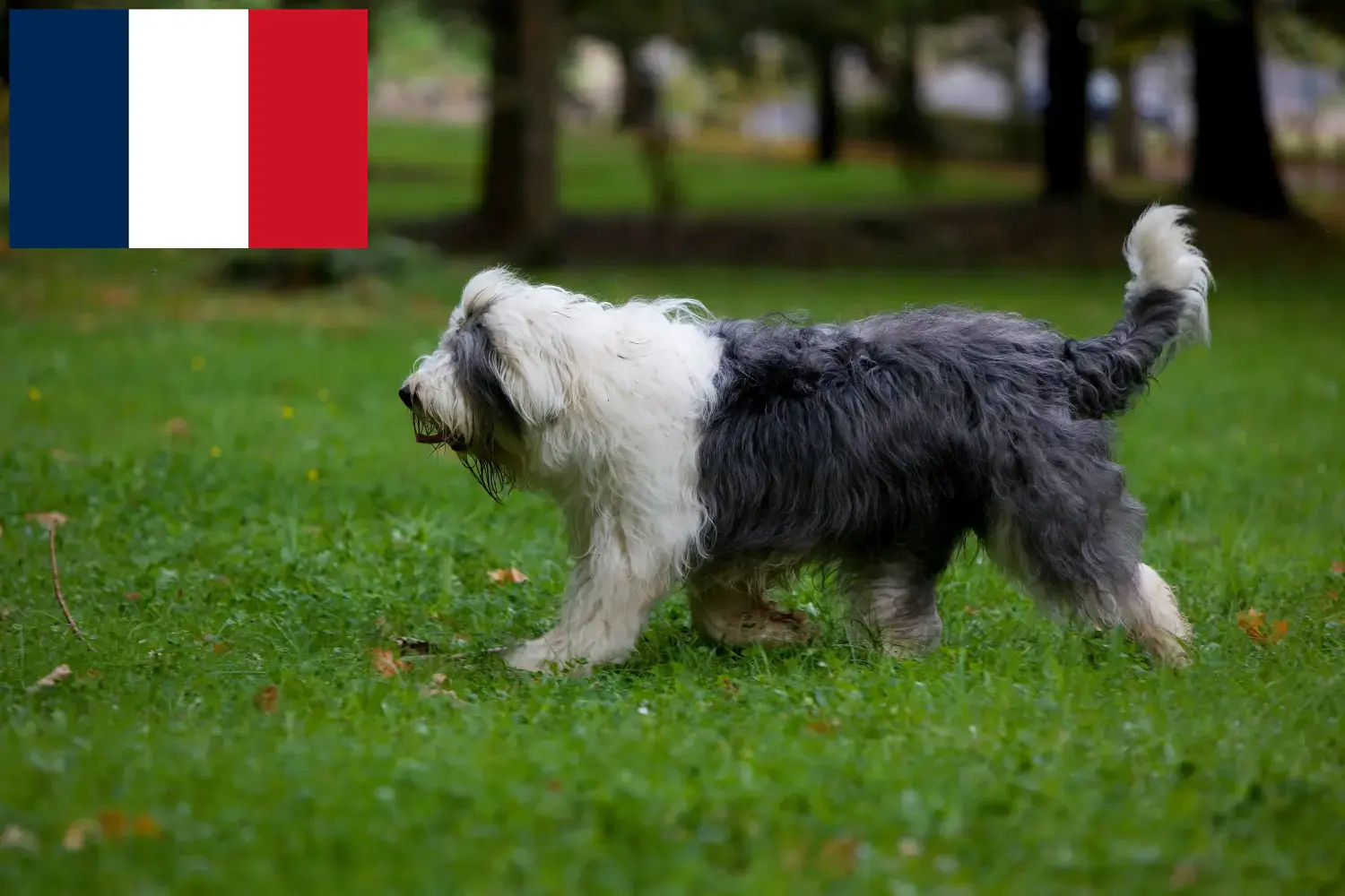 Read more about the article Bobtail breeders and puppies in France