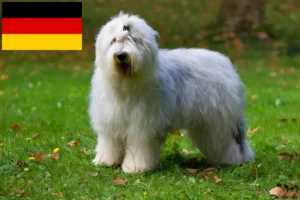 Read more about the article Bobtail breeders and puppies in Germany