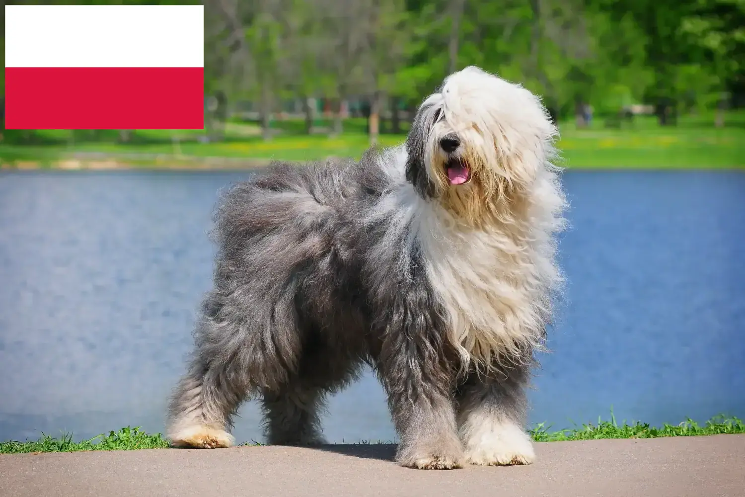 Read more about the article Bobtail breeders and puppies in Poland