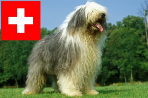 Read more about the article Bobtail breeders and puppies in Switzerland