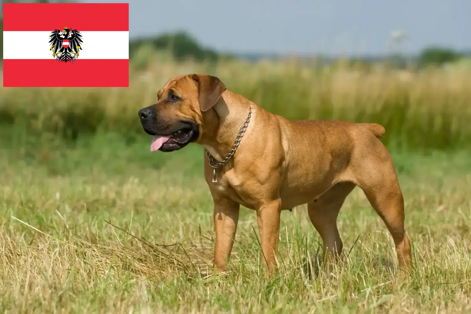 Read more about the article Boerboel breeders and puppies in Austria