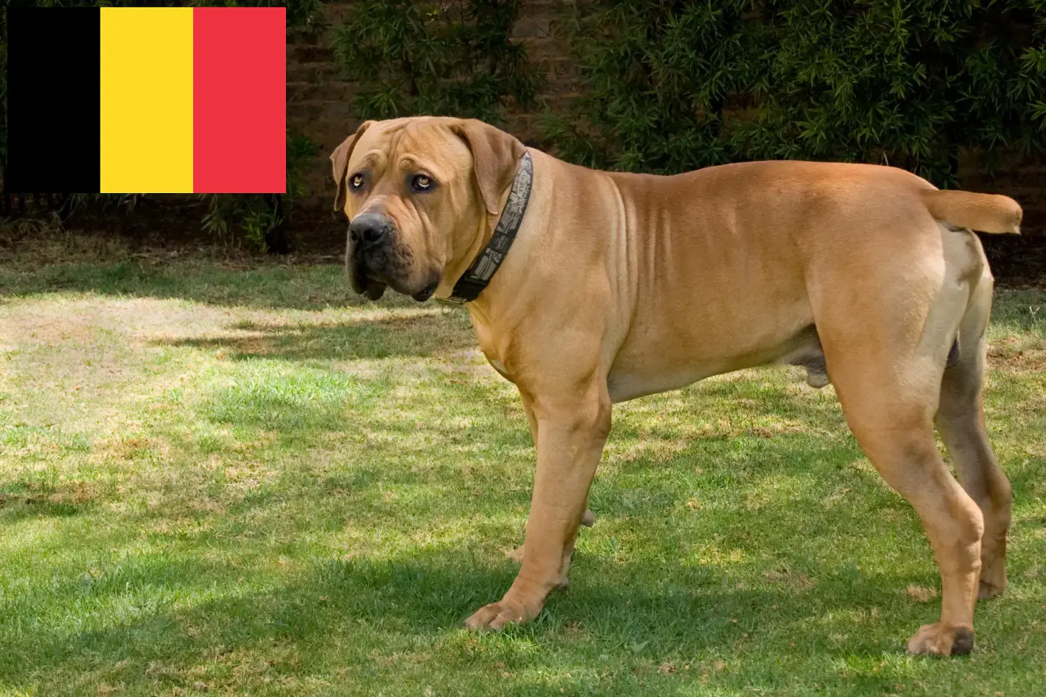 Read more about the article Boerboel breeders and puppies in Belgium