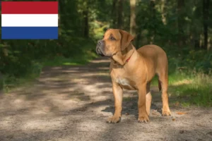 Read more about the article Boerboel breeders and puppies in the Netherlands