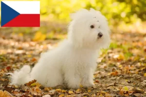 Read more about the article Bolognese breeders and puppies in the Czech Republic