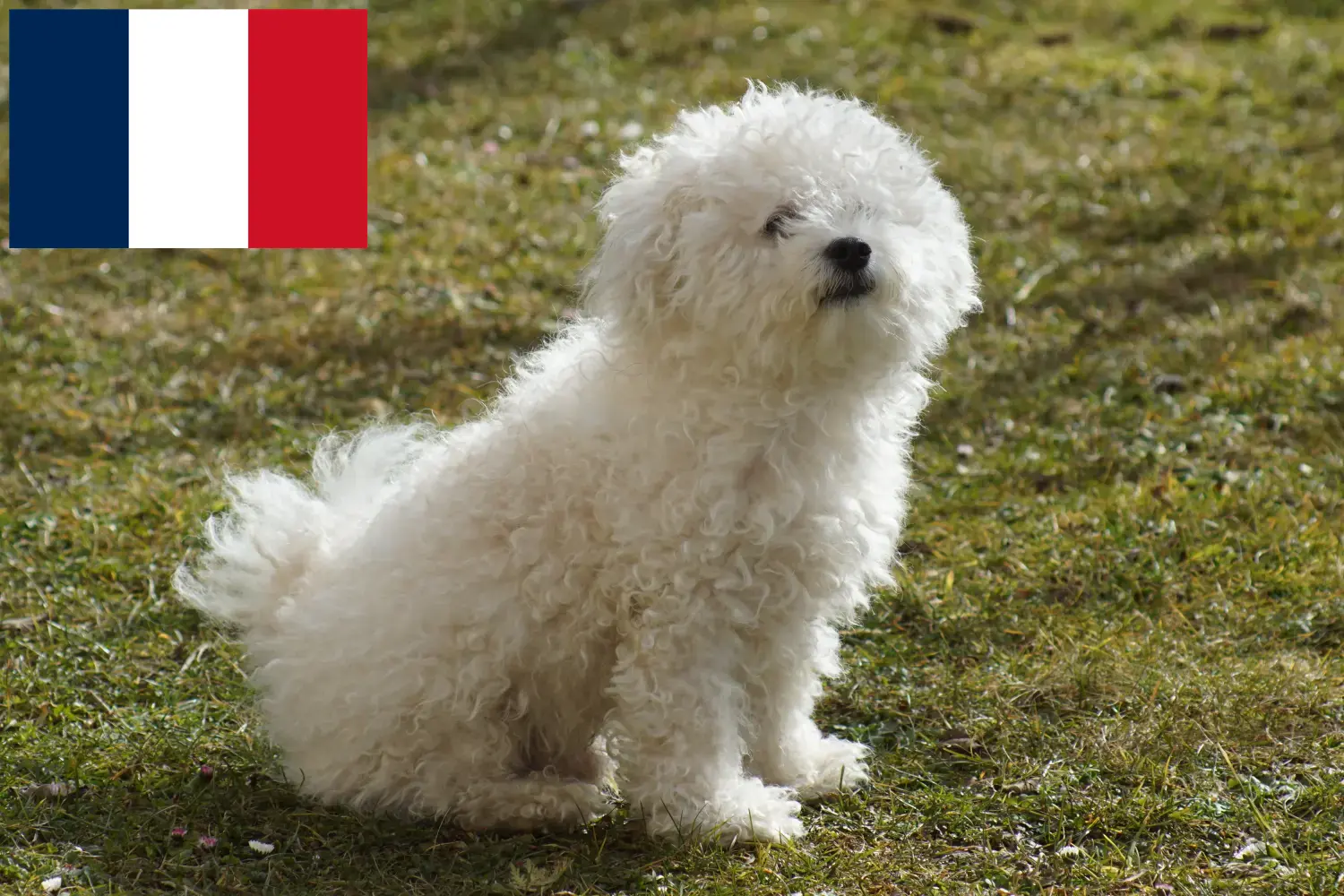 Read more about the article Bolognese breeders and puppies in France