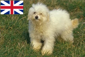 Read more about the article Bolognese breeders and puppies in Great Britain