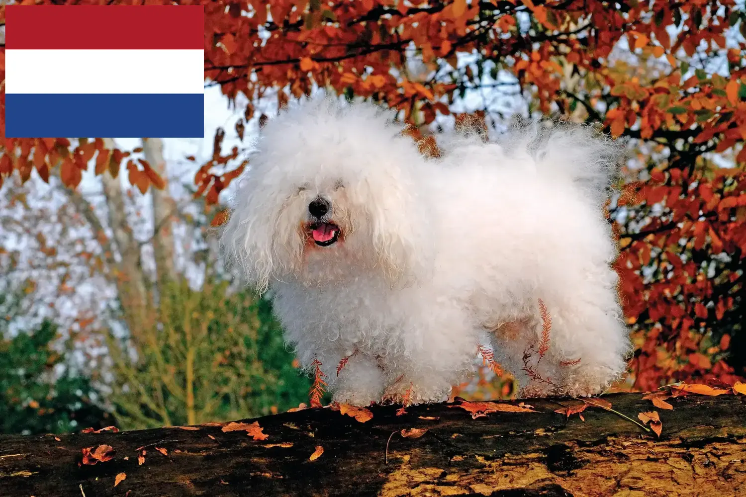 Read more about the article Bolognese breeders and puppies in the Netherlands