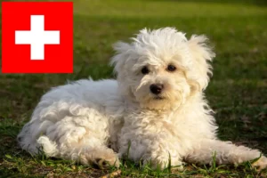 Read more about the article Bolognese breeders and puppies in Switzerland