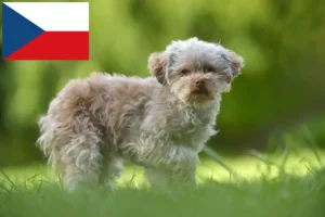 Read more about the article Bolonka Zwetna breeders and puppies in the Czech Republic