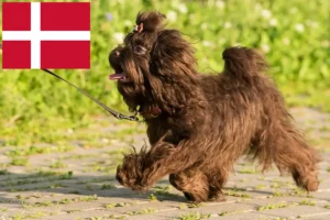 Read more about the article Bolonka Zwetna breeders and puppies in Denmark