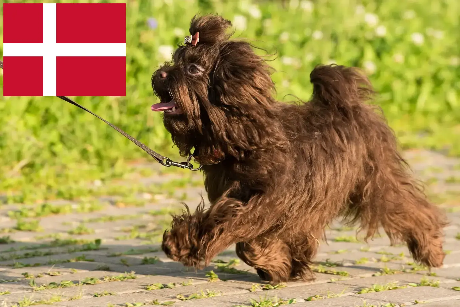 Read more about the article Bolonka Zwetna breeders and puppies in Denmark