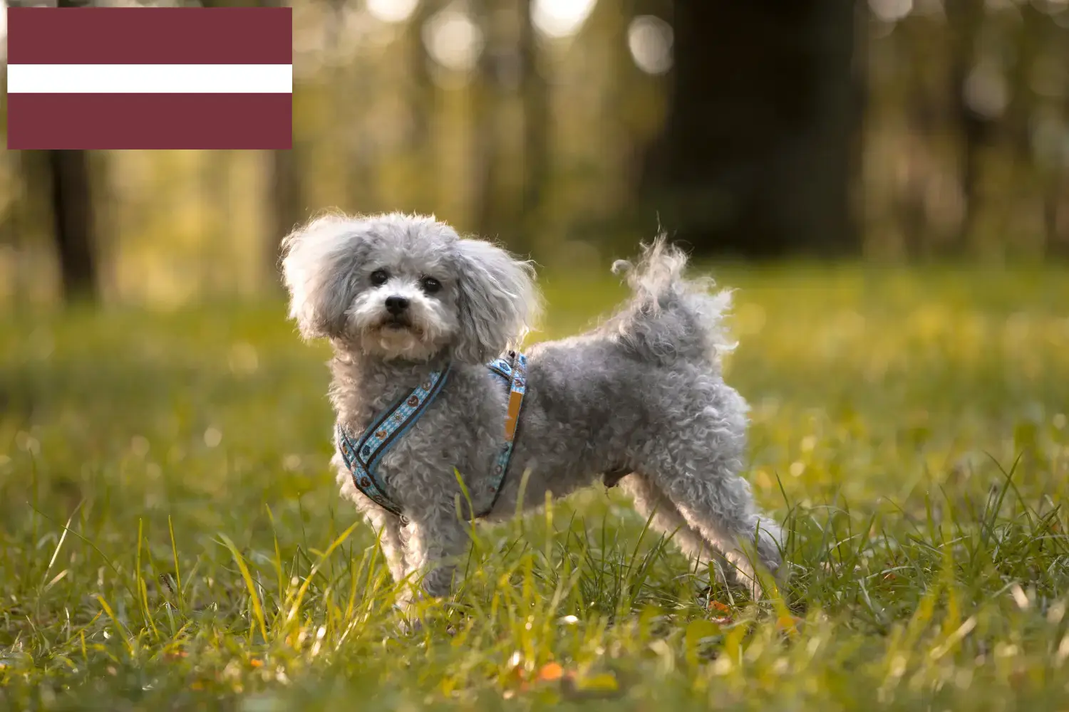 Read more about the article Bolonka Zwetna breeders and puppies in Latvia