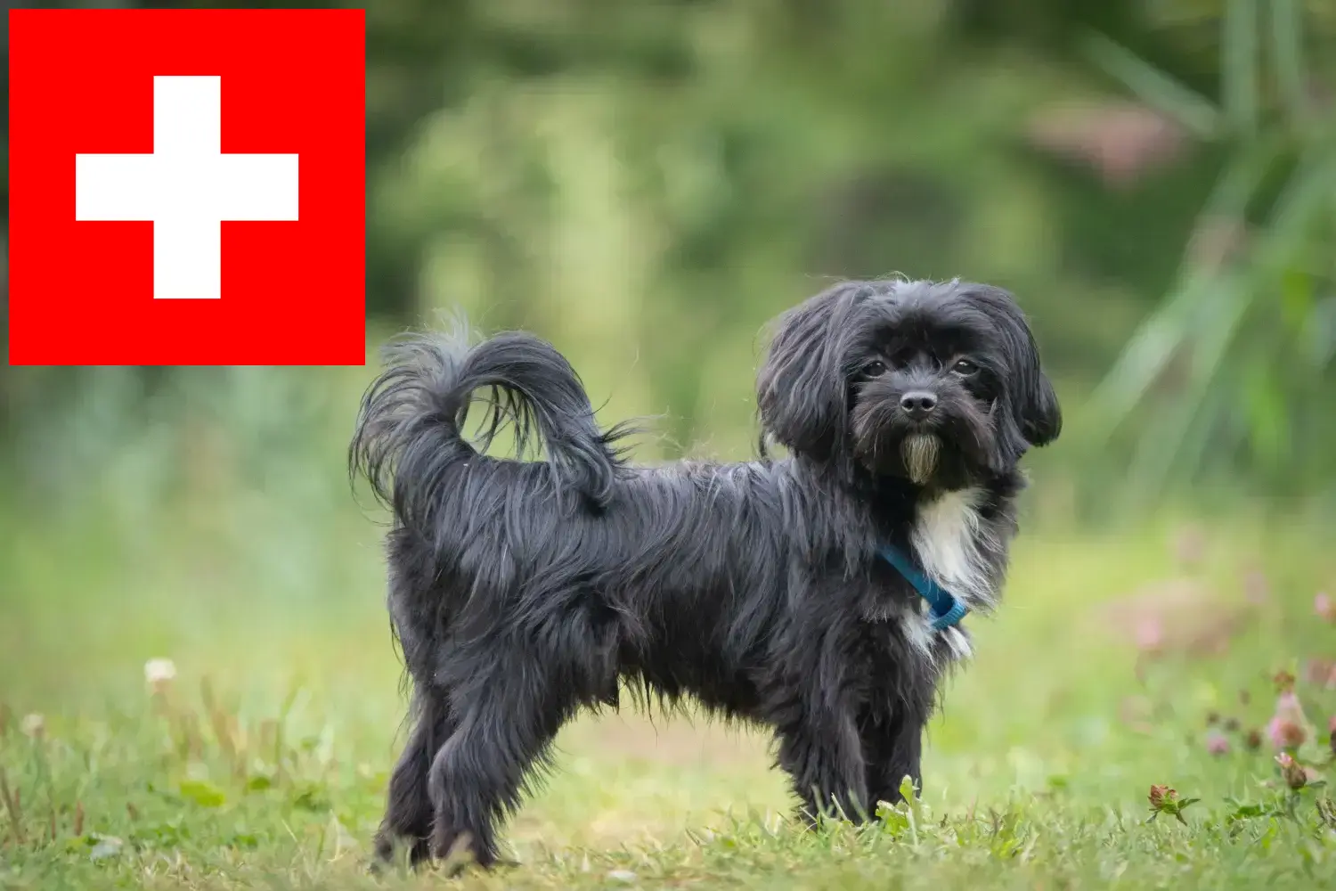 Read more about the article Bolonka Zwetna breeders and puppies in Switzerland