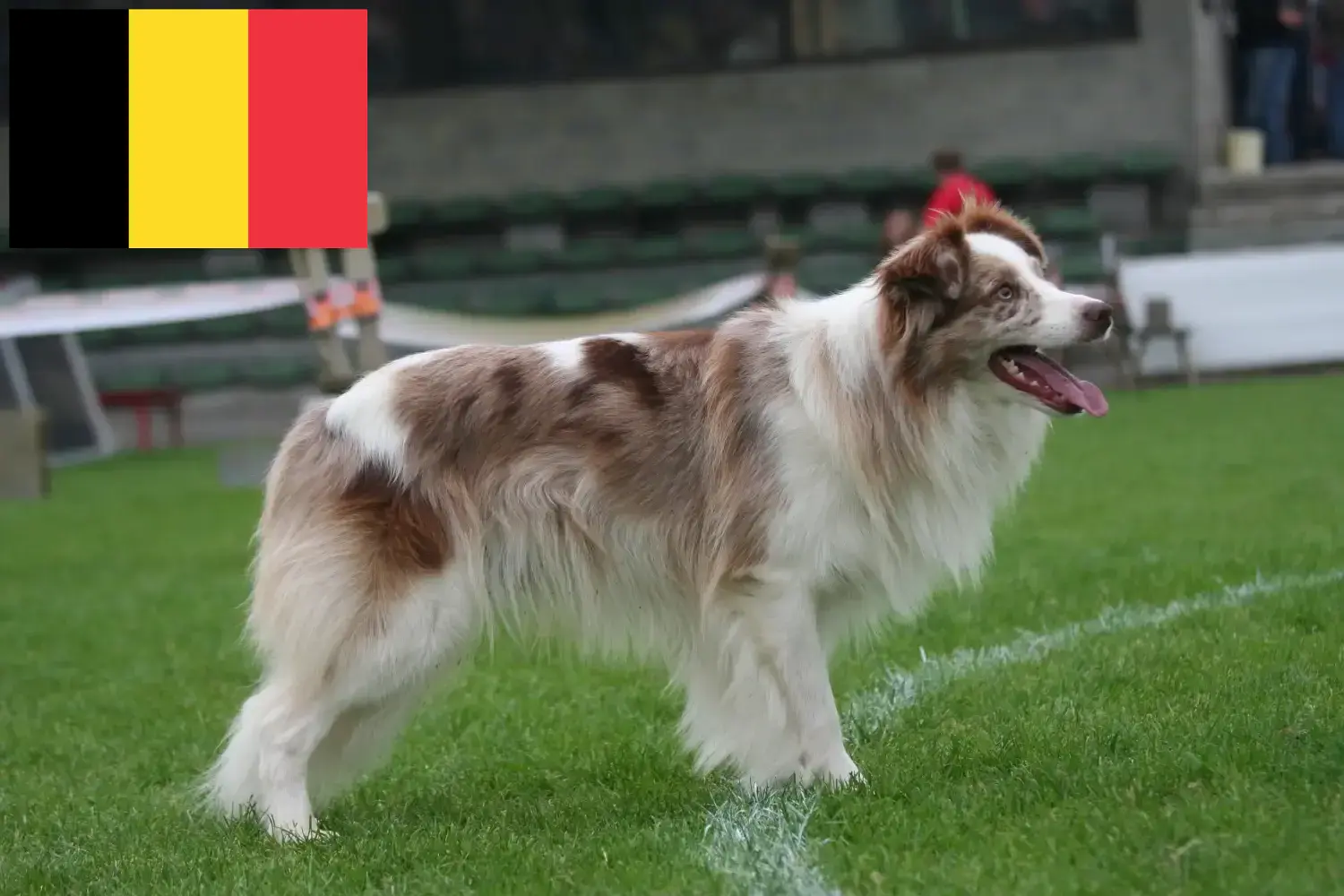 Read more about the article Border Collie breeders and puppies in Belgium