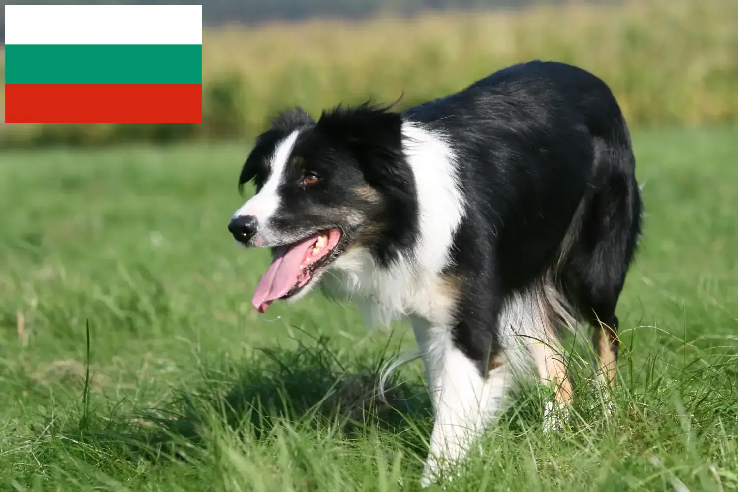 Read more about the article Border Collie breeders and puppies in Bulgaria