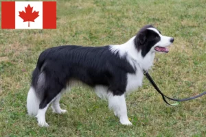 Read more about the article Border Collie breeders and puppies in Canada