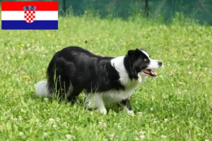 Read more about the article Border Collie breeders and puppies in Croatia