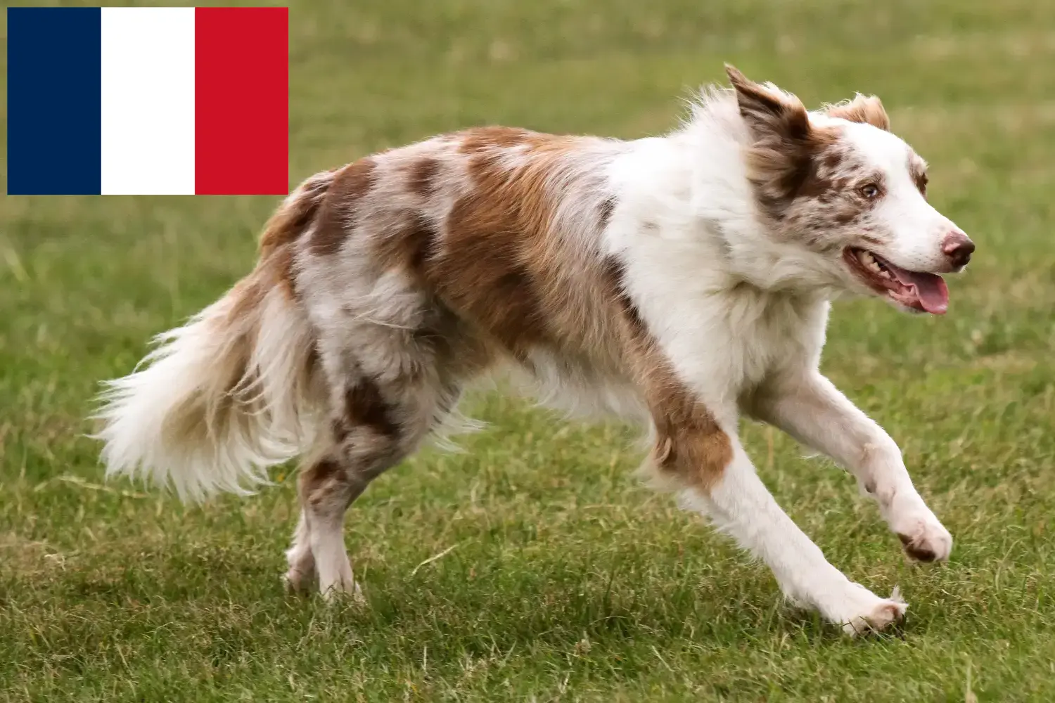 Read more about the article Border Collie breeders and puppies in France