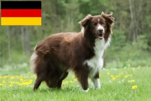 Read more about the article Border Collie breeders and puppies in Germany