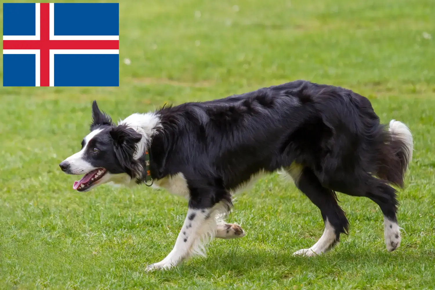 Read more about the article Border Collie breeders and puppies in Iceland