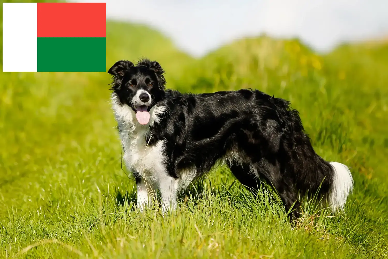 Read more about the article Border Collie breeders and puppies in Madagascar