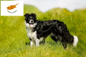 Read more about the article Border Collie breeders and puppies in Cyprus