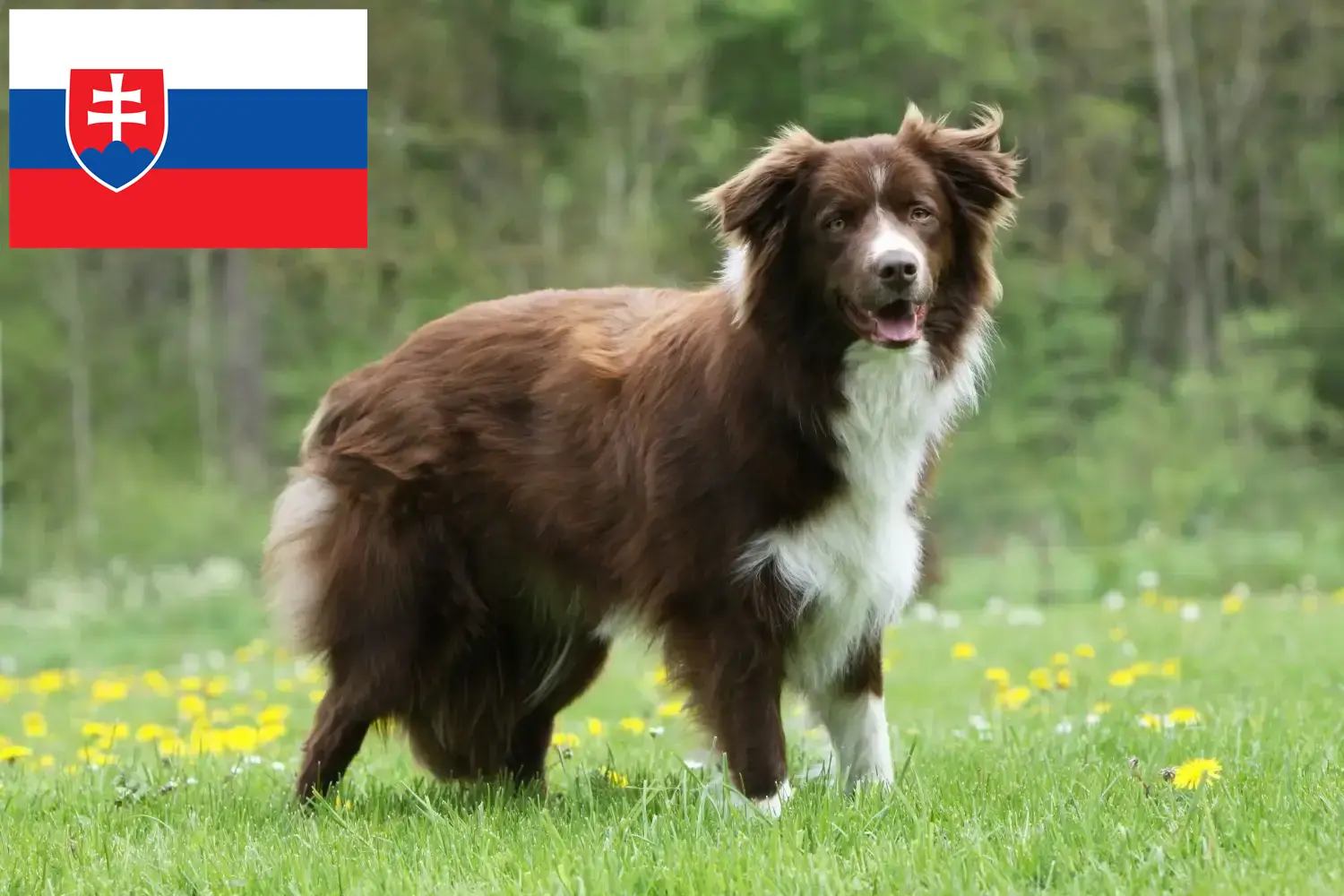 Read more about the article Border Collie breeders and puppies in Slovakia