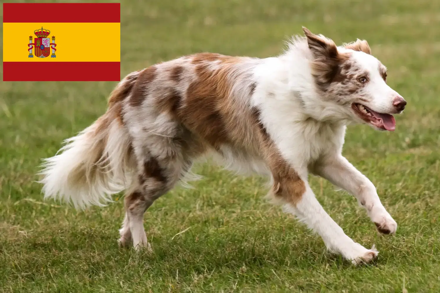 Read more about the article Border Collie breeders and puppies in Spain