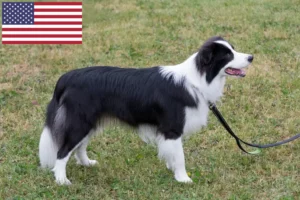 Read more about the article Border Collie breeders and puppies in the USA