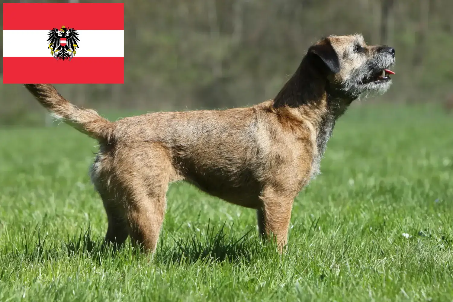 Read more about the article Border Terrier breeders and puppies in Austria