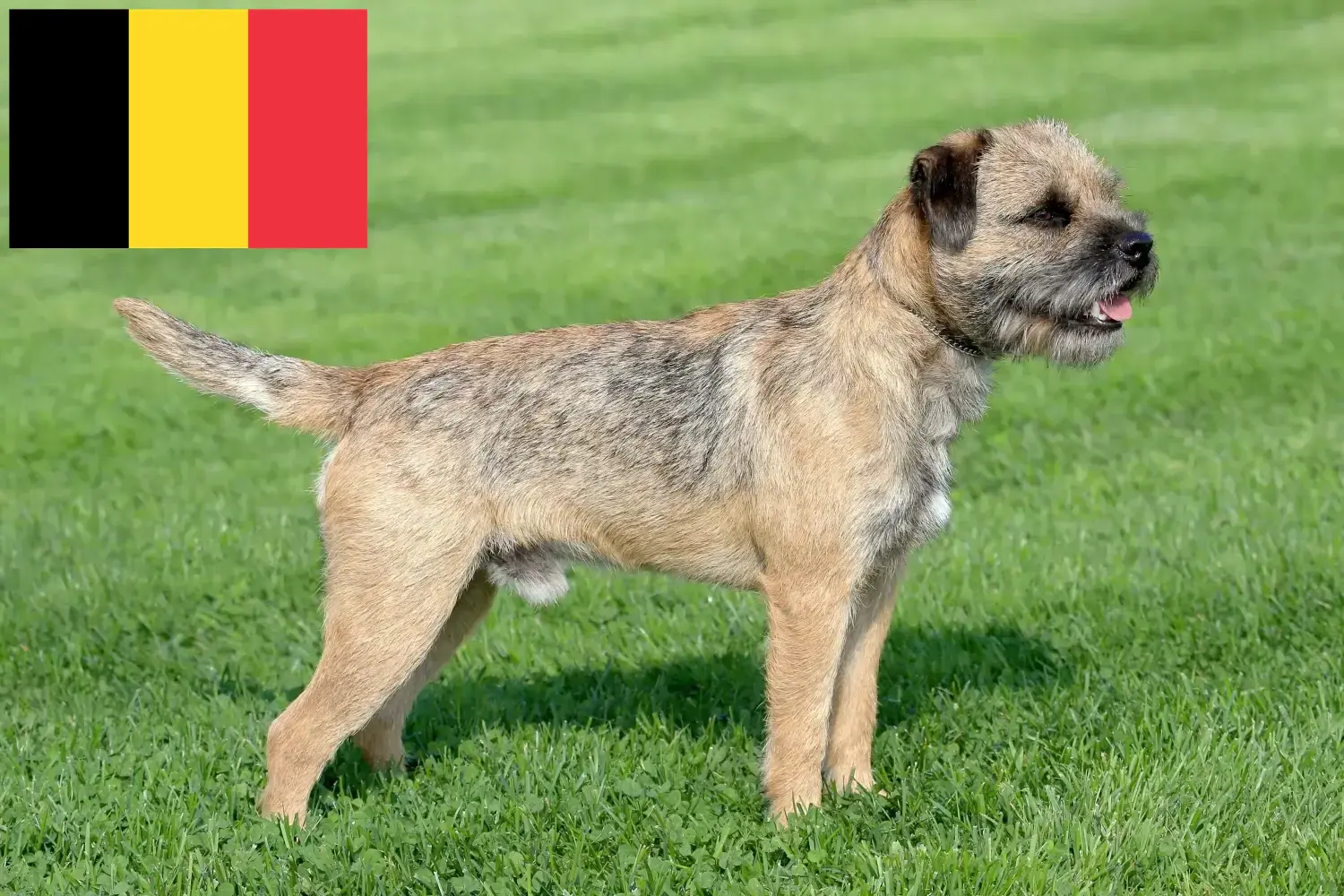 Read more about the article Border Terrier breeders and puppies in Belgium