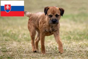 Read more about the article Border Terrier breeders and puppies in Slovakia