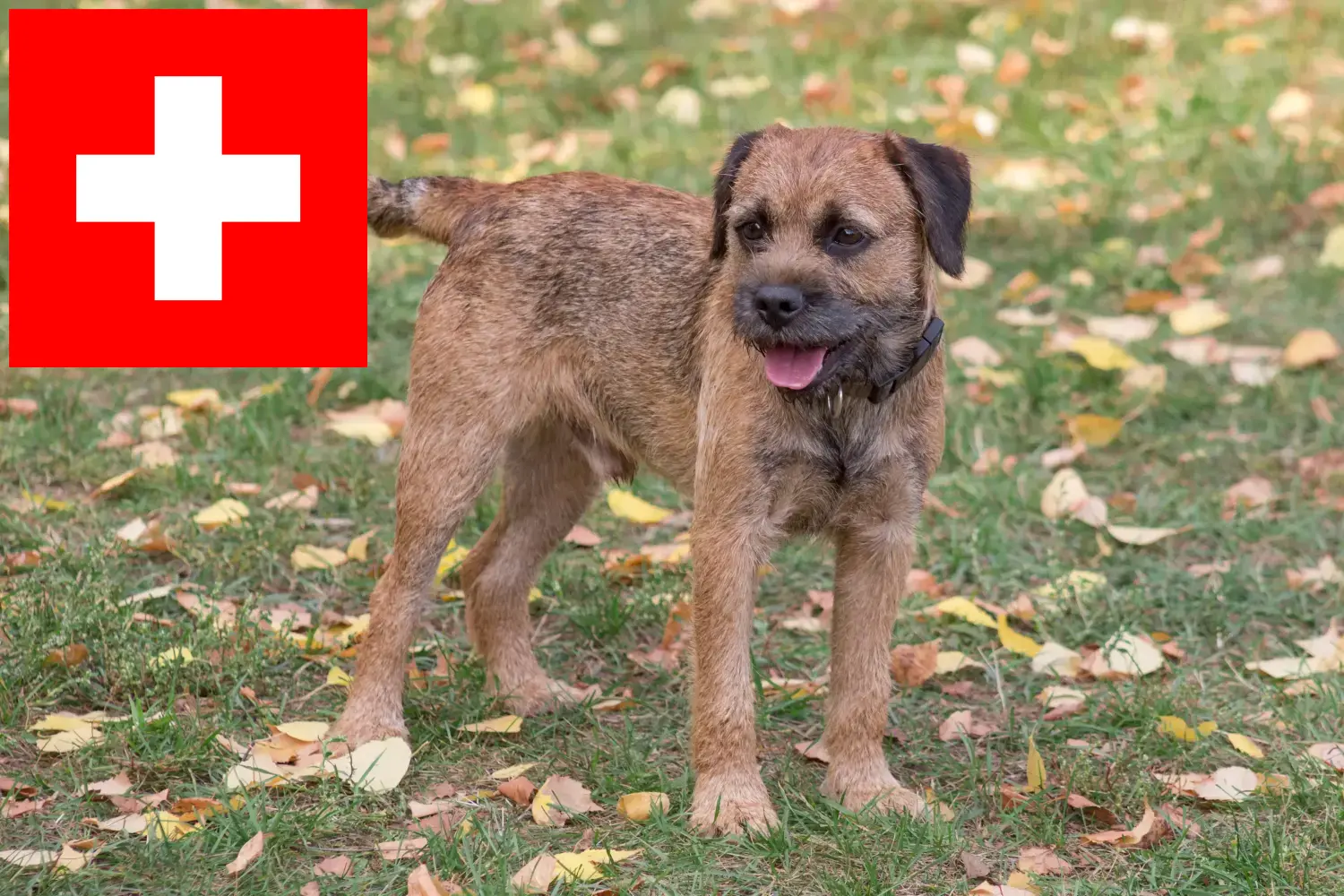 Read more about the article Border Terrier breeders and puppies in Switzerland