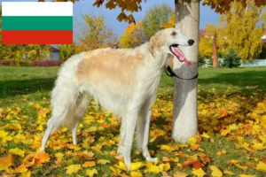 Read more about the article Borzoi breeders and puppies in Bulgaria