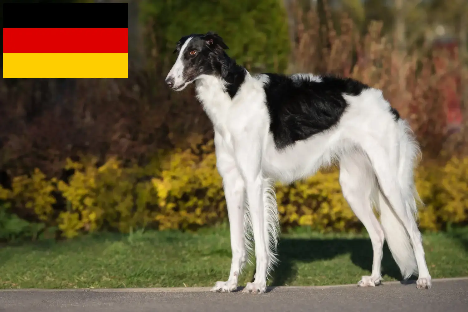 Read more about the article Borzoi breeders and puppies in Germany