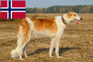 Read more about the article Borzoi breeders and puppies in Norway
