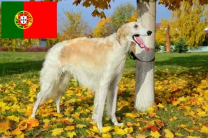 Read more about the article Borzoi breeders and puppies in Portugal