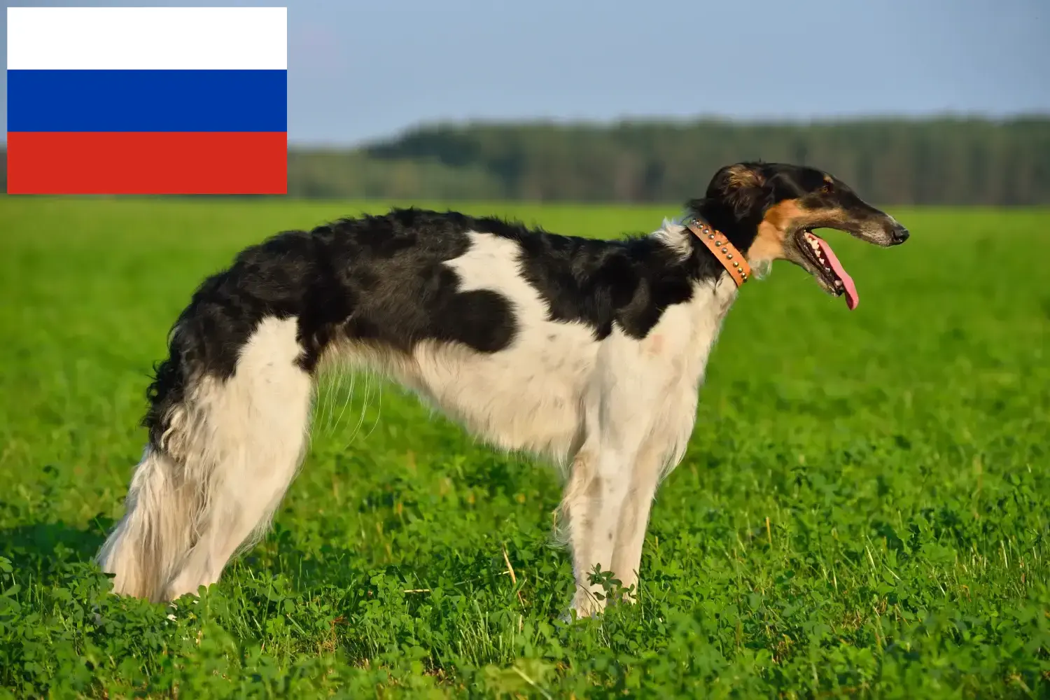 Read more about the article Borzoi breeders and puppies in Russia