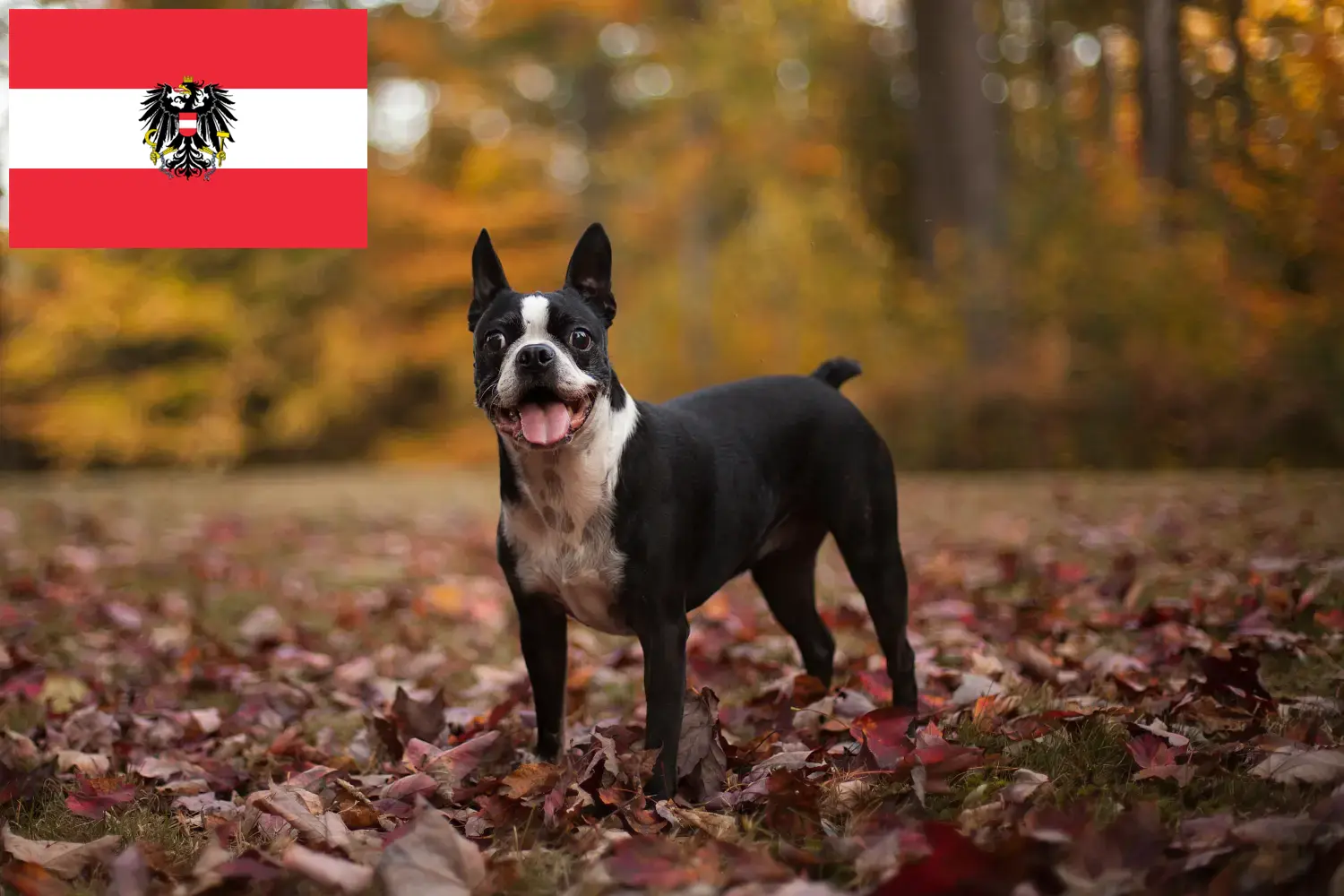 Read more about the article Boston Terrier breeders and puppies in Austria