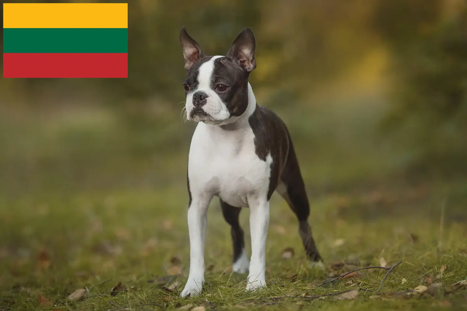 Read more about the article Boston Terrier breeders and puppies in Lithuania