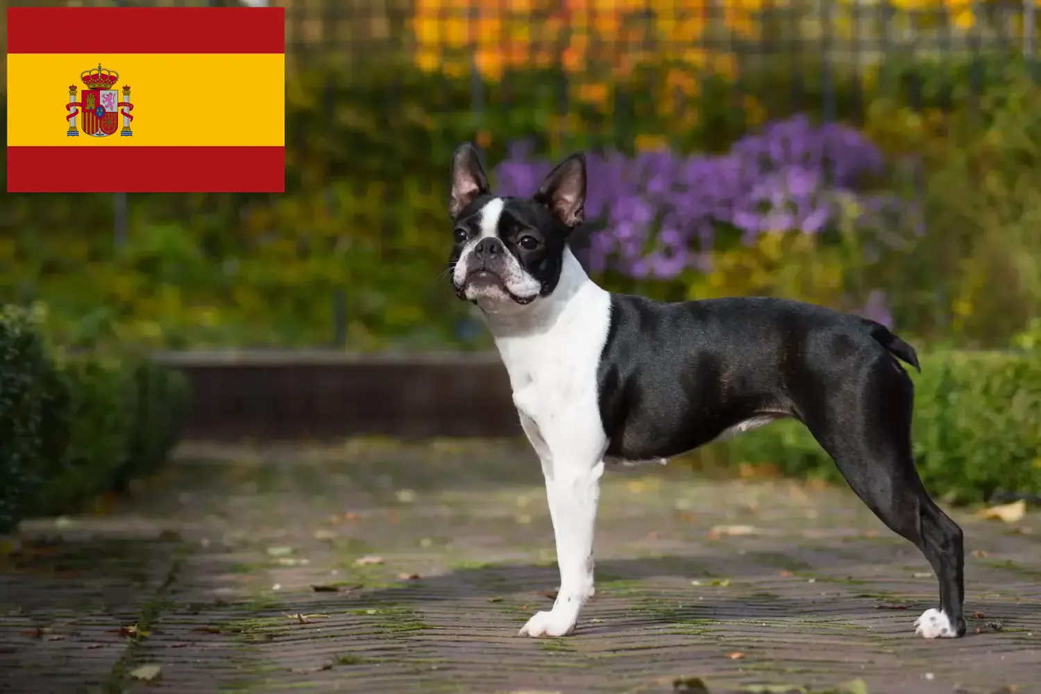 Read more about the article Boston Terrier breeders and puppies in Spain