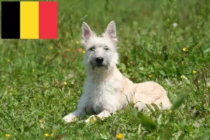 Read more about the article Bouvier des Ardennes breeders and puppies in Belgium