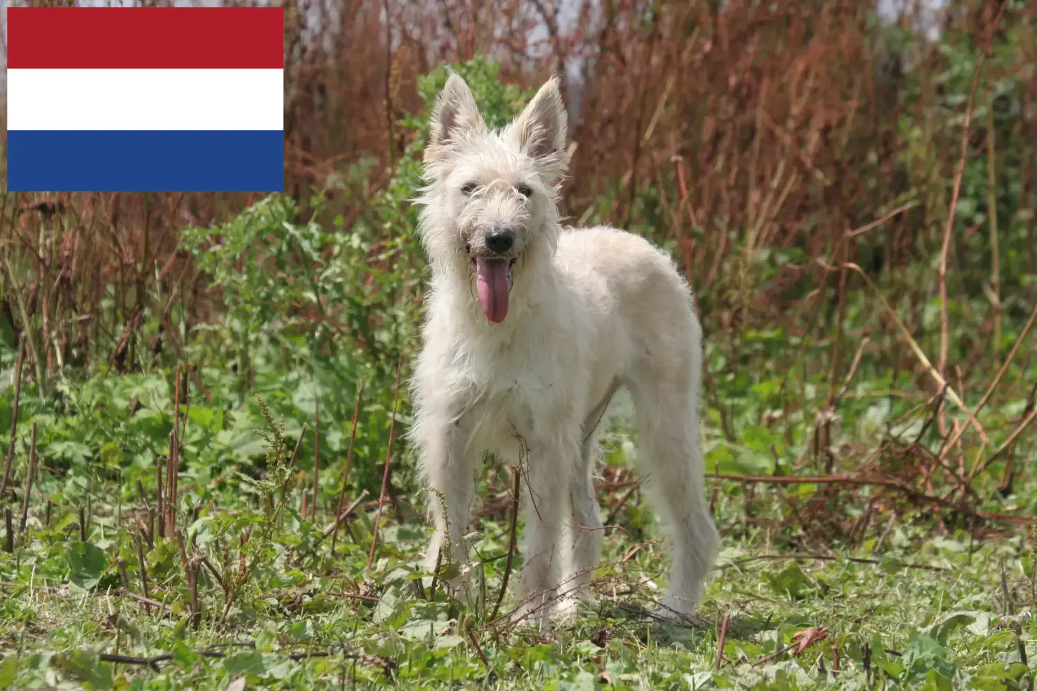 Read more about the article Bouvier des Ardennes breeders and puppies in the Netherlands