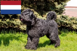 Read more about the article Bouvier des Flandres breeders and puppies in the Netherlands